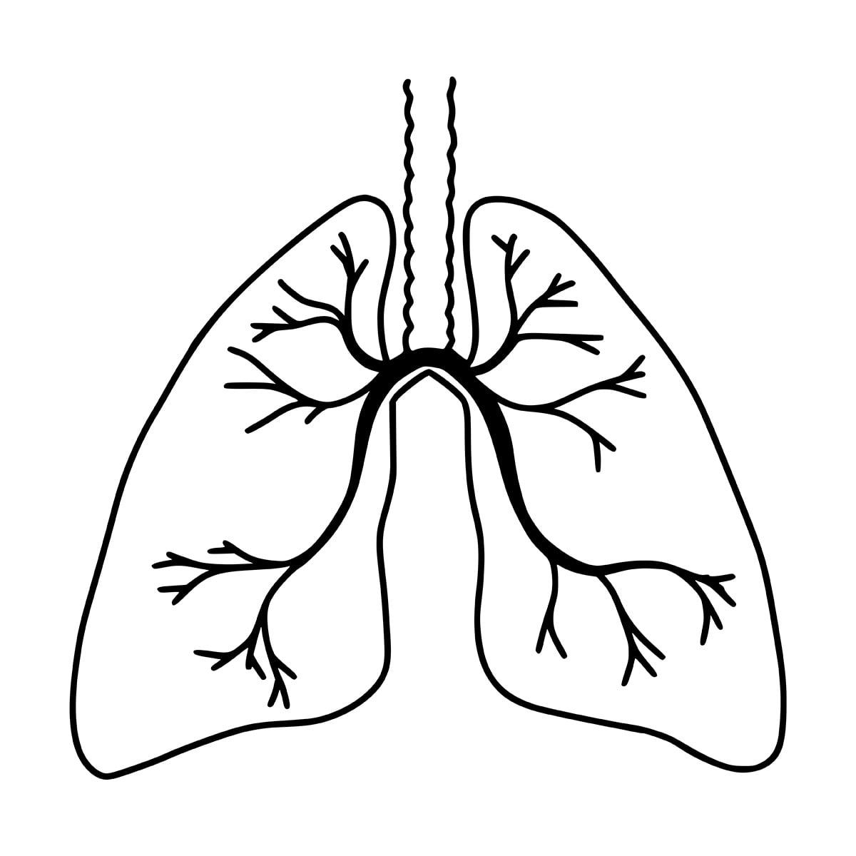 What Is Bronchitis? How Contagious? Symptoms & Treatments