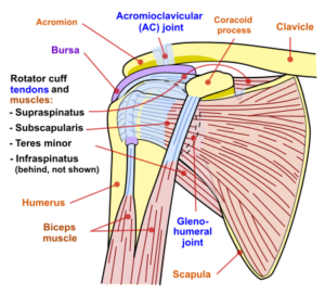 rotator-cuff-muscles-24-7-medcare